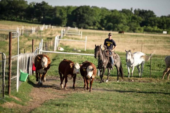 A male student on a horse looking over 3 cows.